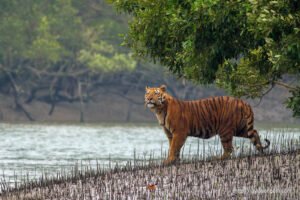 Khulna Division - Tiger from Sundarbans Tiger Reserve